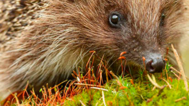 Help Our Hedgehogs News Banner