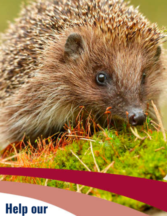 Help Our Hedgehogs News Banner